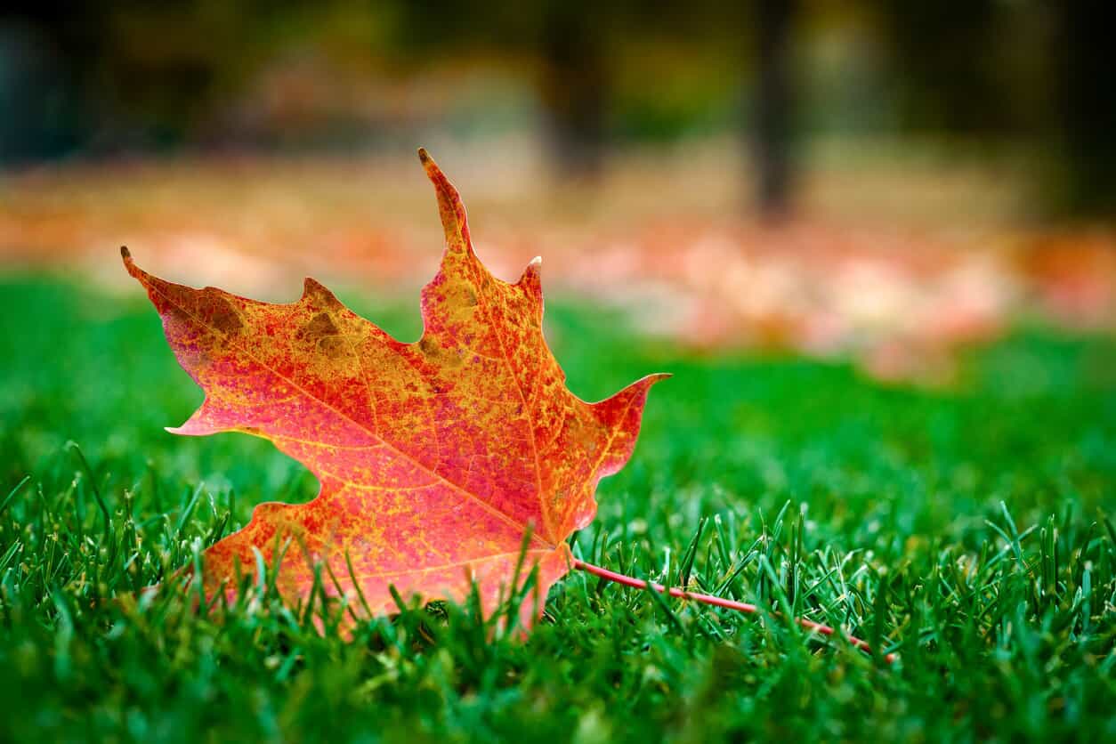 Fall Leaf on Grass